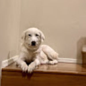 Meet your Posher, Sam